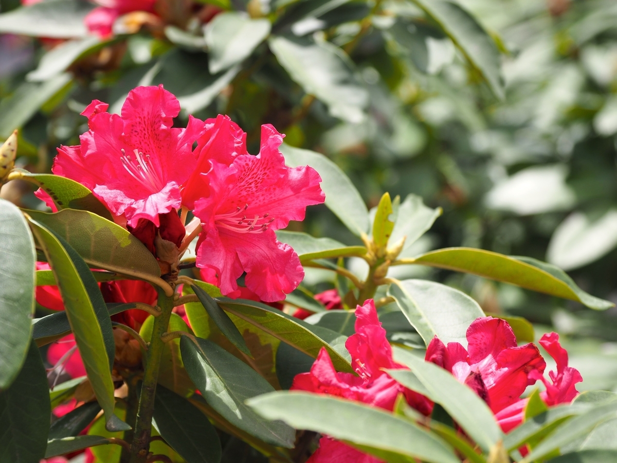 f:id:bowmore2011:20190602163334j:plain