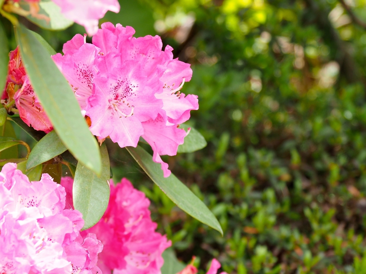 f:id:bowmore2011:20190602163418j:plain