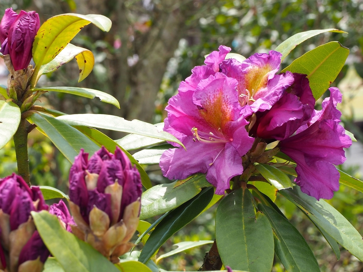 f:id:bowmore2011:20190602163422j:plain