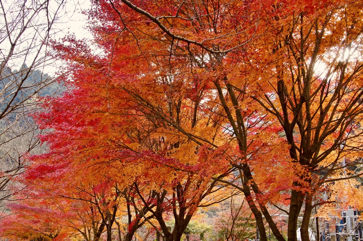 f:id:bowmore2011:20211123155043j:plain