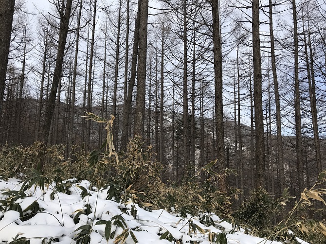 f:id:bowwow00:20190407094301j:plain f:id:bowwow00:20190407094301j:plain