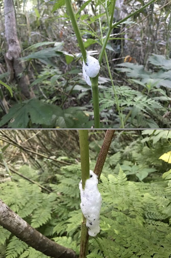 f:id:bowwow00:20190718205835j:plain f:id:bowwow00:20190718205835j:plain