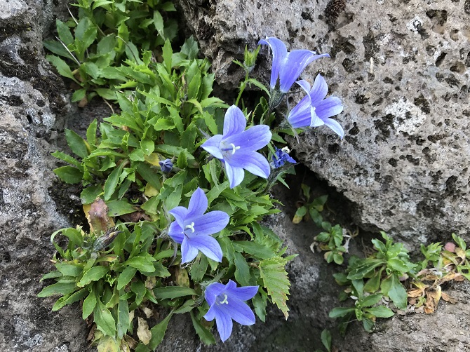 f:id:bowwow00:20190718213409j:plain f:id:bowwow00:20190718213409j:plain
