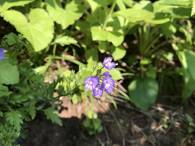 f:id:bowwow00:20190718213913j:plain f:id:bowwow00:20190718213913j:plain