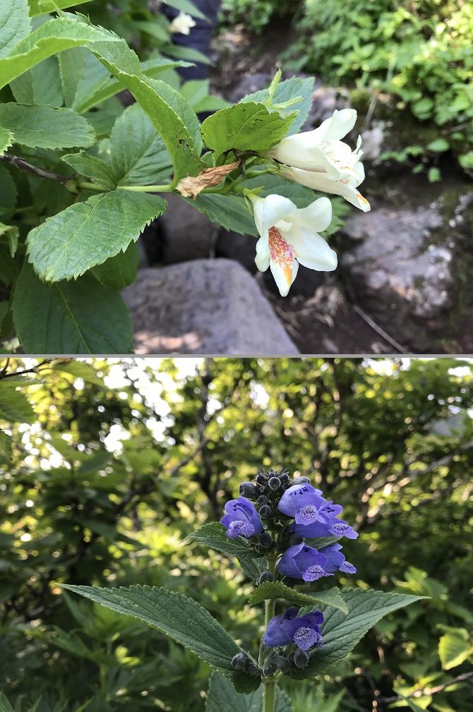f:id:bowwow00:20190718214615j:plain f:id:bowwow00:20190718214615j:plain
