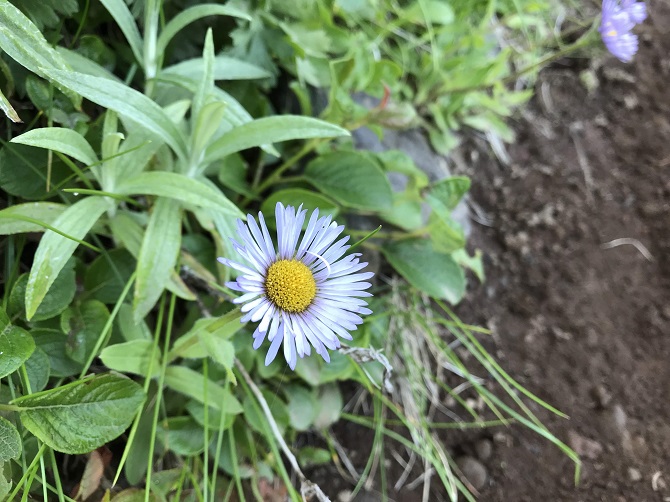 f:id:bowwow00:20190718214911j:plain f:id:bowwow00:20190718214911j:plain