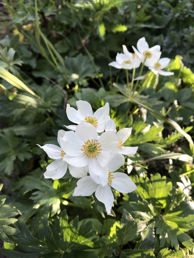 f:id:bowwow00:20190718215508j:plain f:id:bowwow00:20190718215508j:plain
