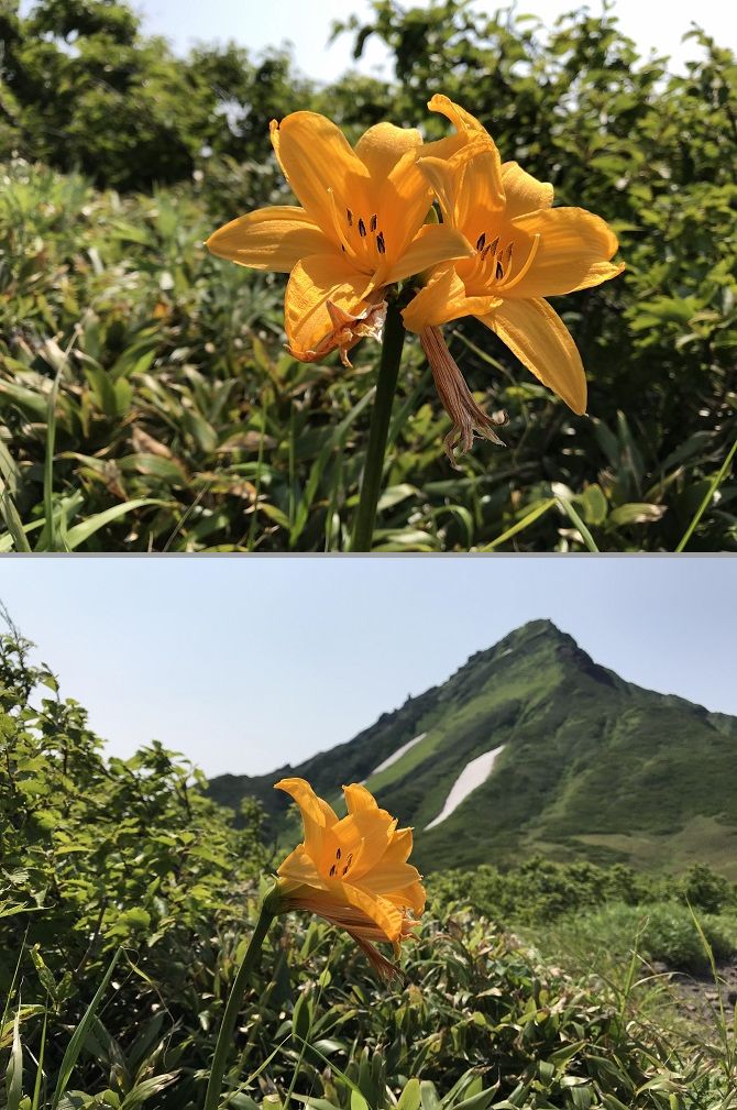 f:id:bowwow00:20190719105010j:plain f:id:bowwow00:20190719105010j:plain