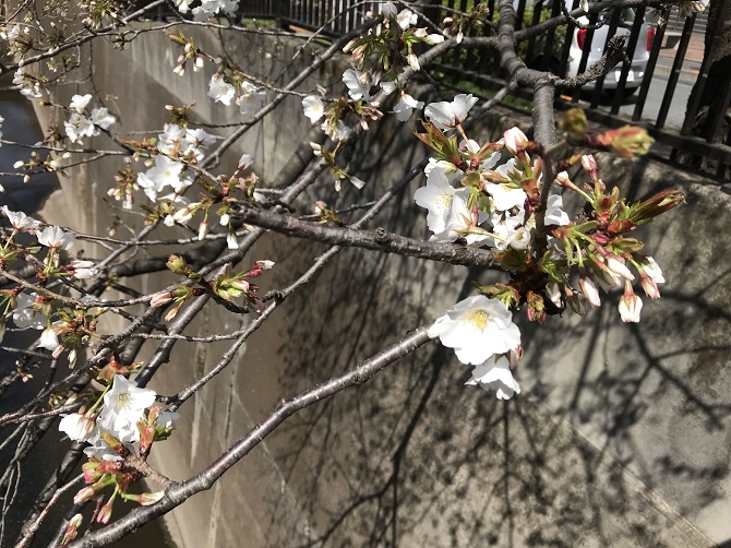 f:id:bowwow00:20210317155815j:plain