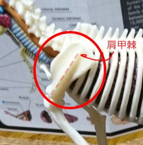 f:id:bowwow11:20180205044022j:plain