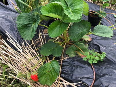 f:id:bowwow826:20210520212039p:plain