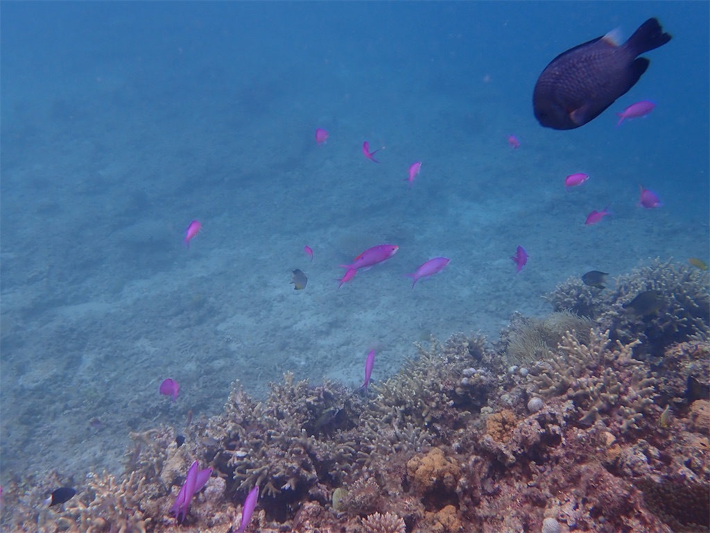 f:id:boy_of_trump:20191013230919j:image