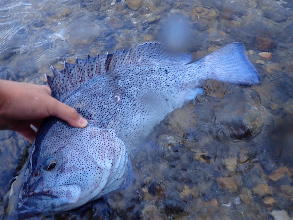 少年のお魚大図鑑