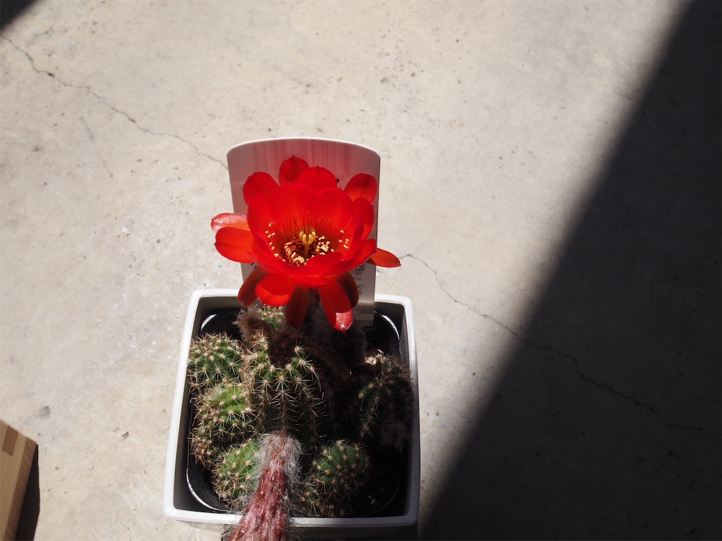f:id:boysheart:20190429010058j:image
