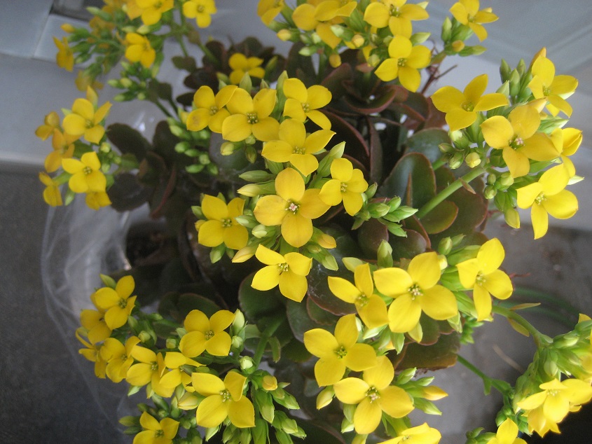 黄色い花が咲いた（カランコエ） - 3万ペソで楽しく暮らす