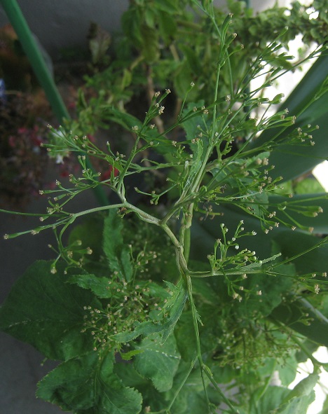 三つ葉（ミツバ）の花が咲く（リボベジ） - 3万ペソで楽しく暮らす