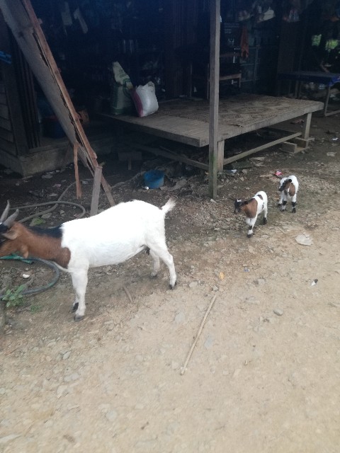 f:id:bpj0236:20180911002448j:image f:id:bpj0236:20180911002448j:image