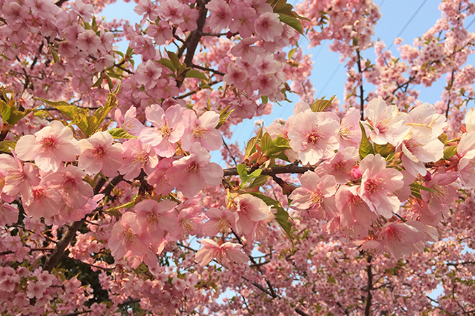 戸田川緑地の桜