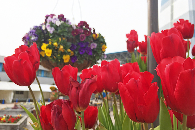 木曽三川公園のチューリップ