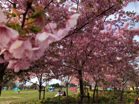 戸田川緑地公園の桜