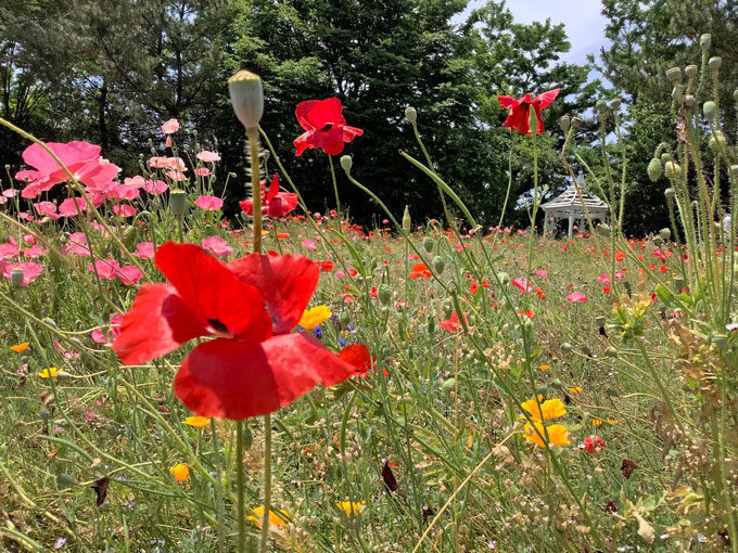 名古屋港ワイルドフラワーガーデンブルーボネット