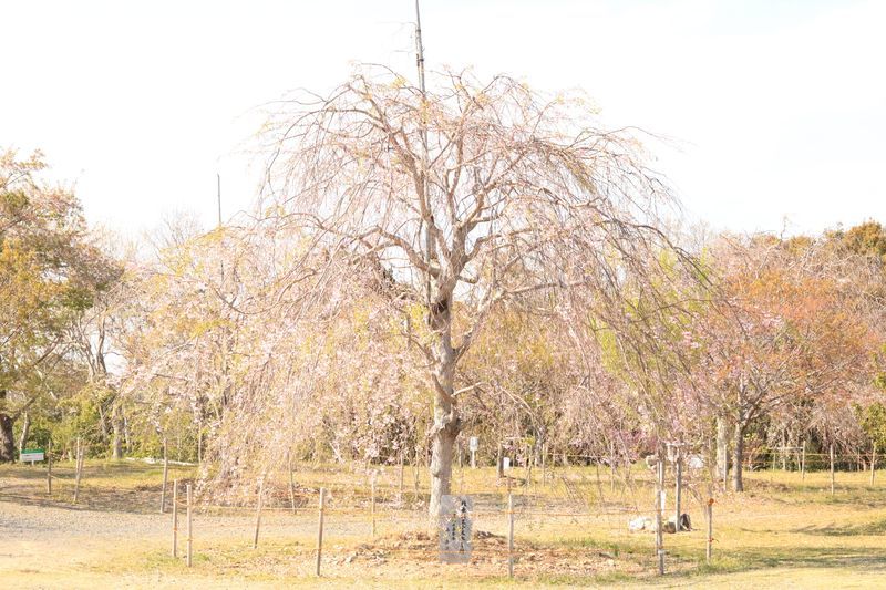 f:id:bq_l:20190412211030j:plain