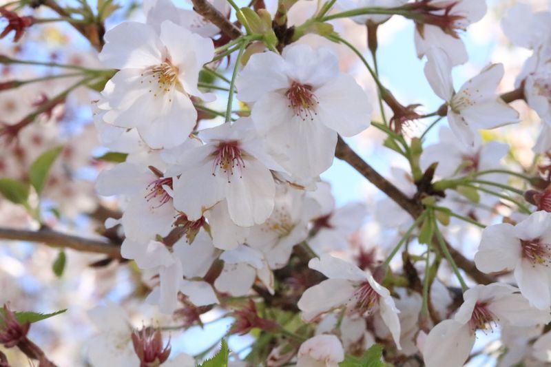 f:id:bq_l:20190412211032j:plain