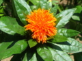 f:id:bravi:20090608122347j:image:medium