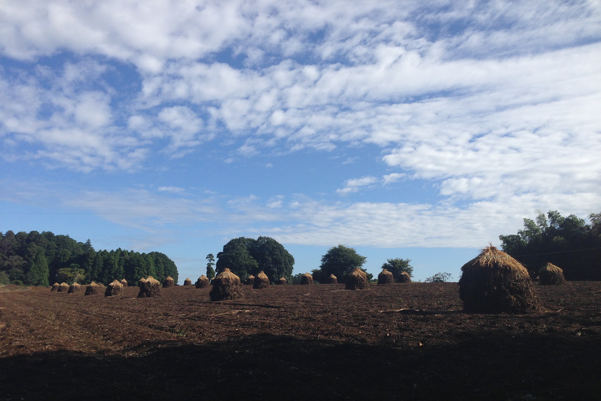 個別 落花生畑の ぼっち と千葉県の広い空 の写真 画像 Bravi S Fotolife
