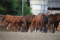 f:id:bravi:20150721182117j:image:small
