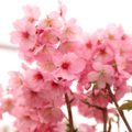 f:id:bravi:20151227074054j:image:medium