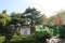 弁慶松と弁慶産湯井戸（和歌山県田辺市役所）