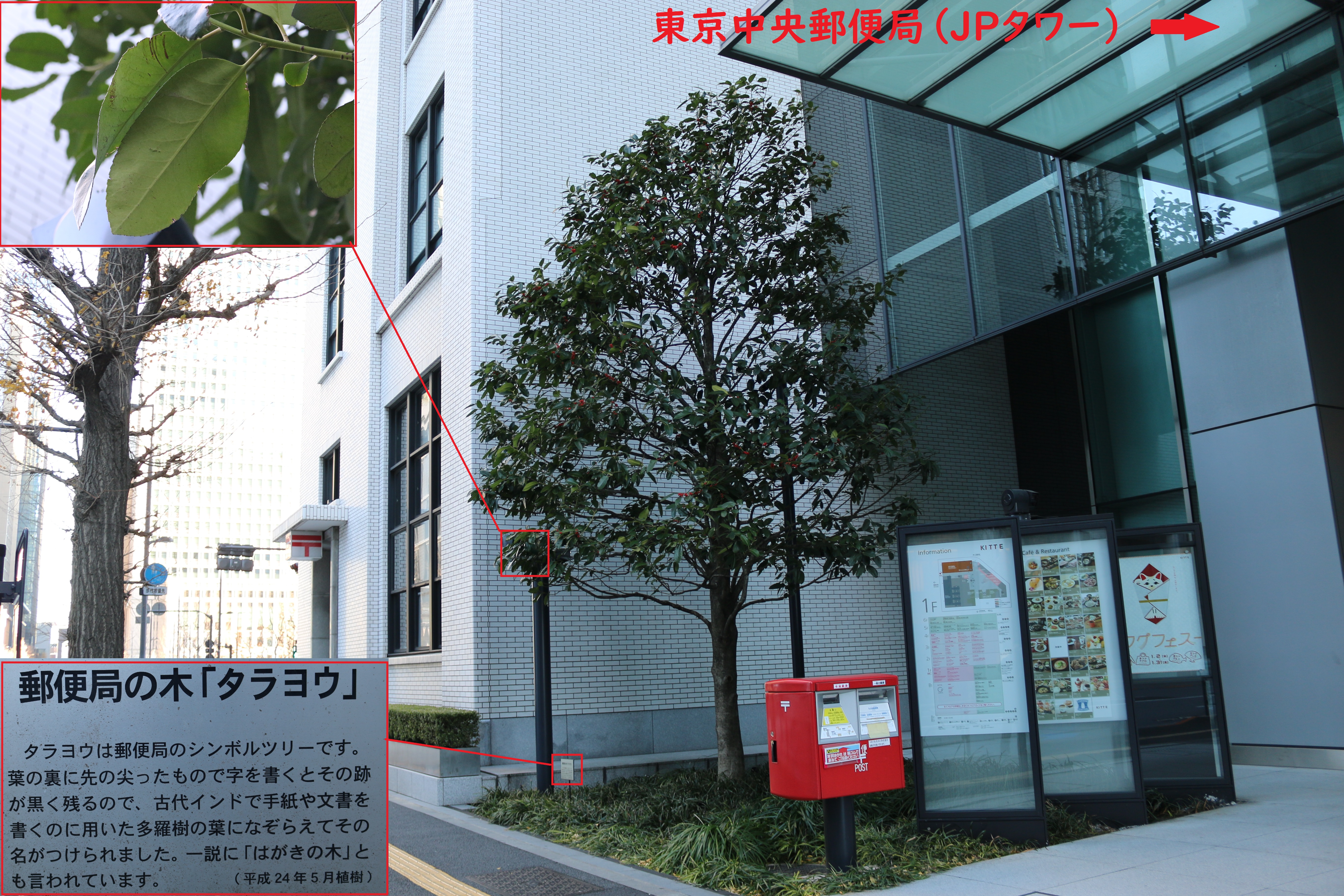 個別 東京中央郵便局 東京都千代田区 前にある多羅葉 はがきの木 の写真 画像 Bravi S Fotolife