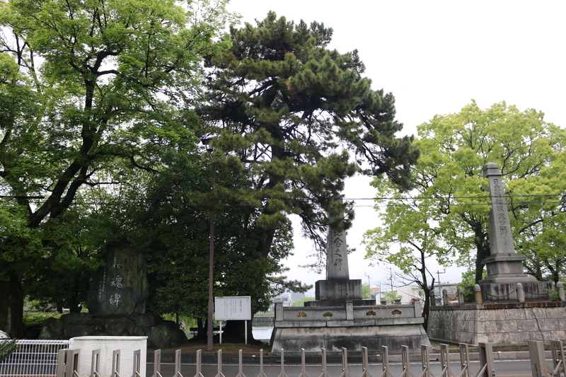 昔からある三本松のうち現存する一本