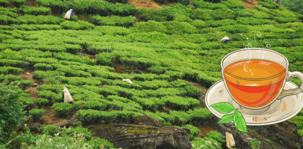 f:id:bravogreen:20210822195050p:plain