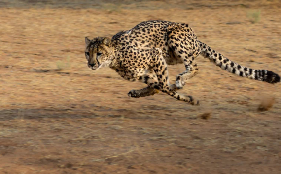 f:id:bravogreen:20220320094302p:plain