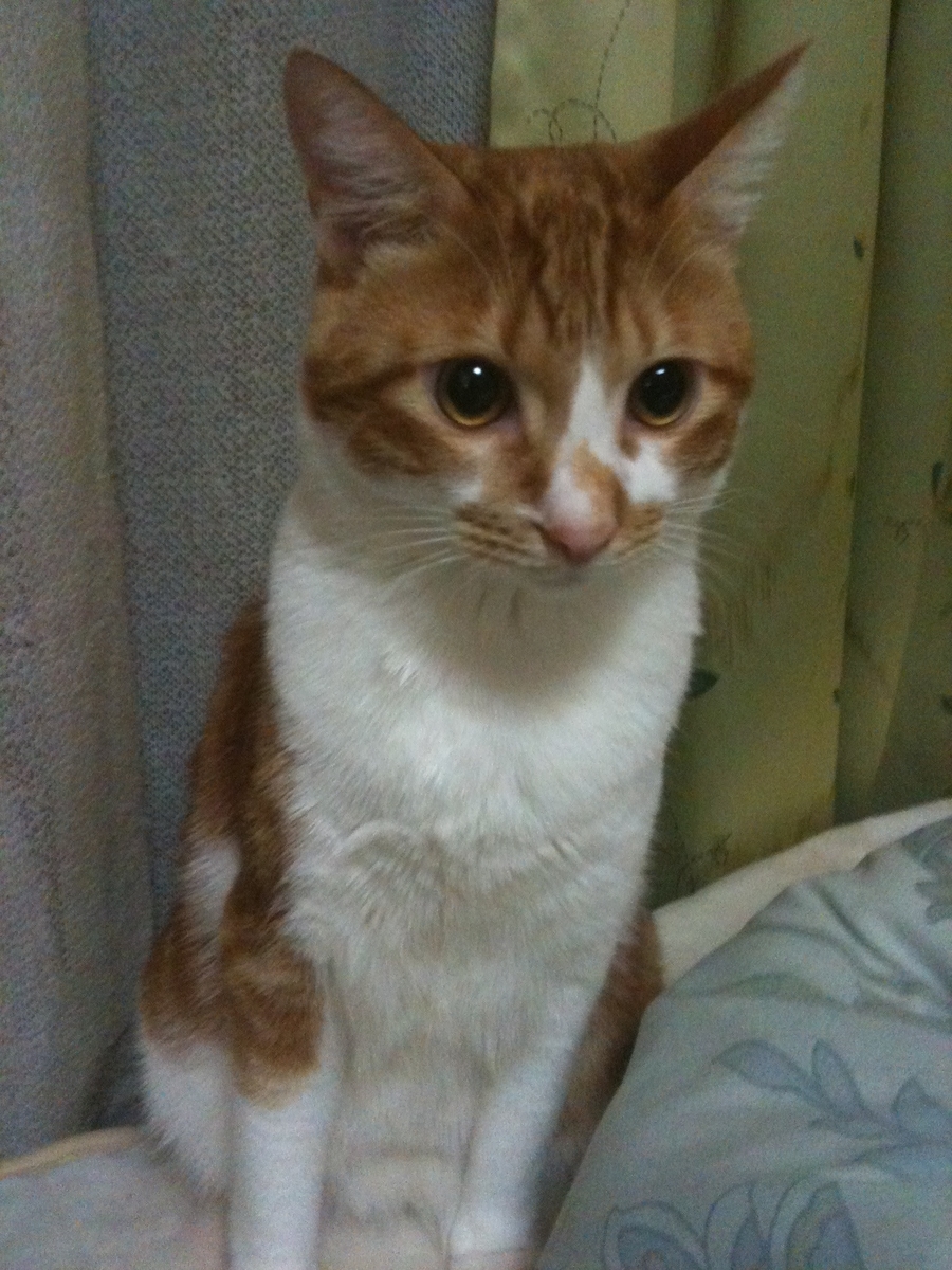 f:id:brbranch:20200811154715j:plain