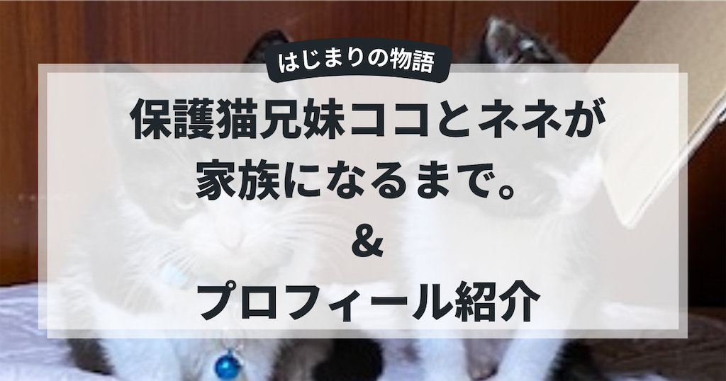 兄妹猫】ココとネネを家族に迎えるまでのエピソードと猫のプロフィール
