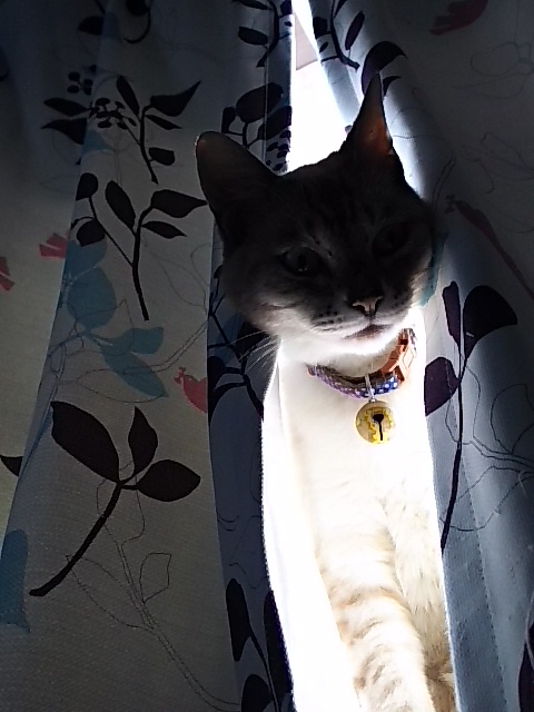 f:id:break-muku:20190806185718j:plain f:id:break-muku:20190806185718j:plain
