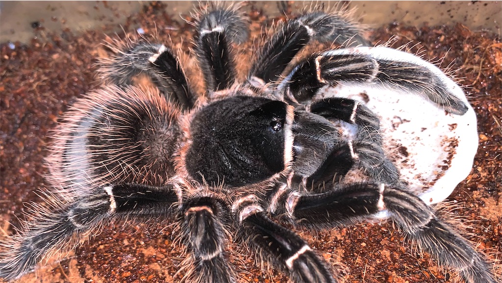 ブラジリアンサーモンピンク(Lasiodora parahybana) 飼育&繁殖 - DYNARY