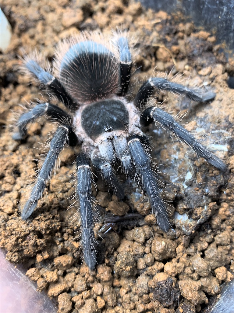 ブラジリアンサーモンピンク(Lasiodora parahybana) 飼育&繁殖 - DYNARY