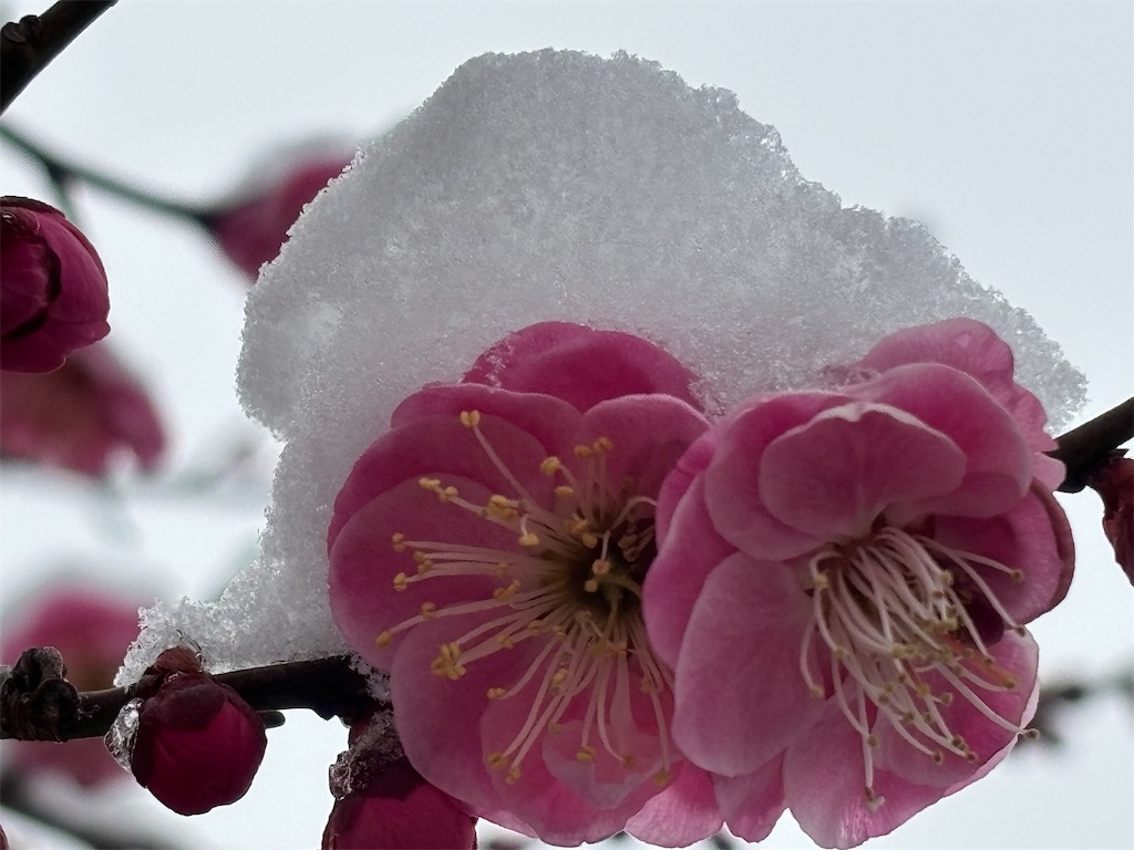 寒さに震えた雪景色 - * 砂の時間