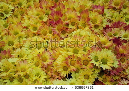 stock-photo-this-is-yellow-flowers-in-a-garden-636997861.jpg