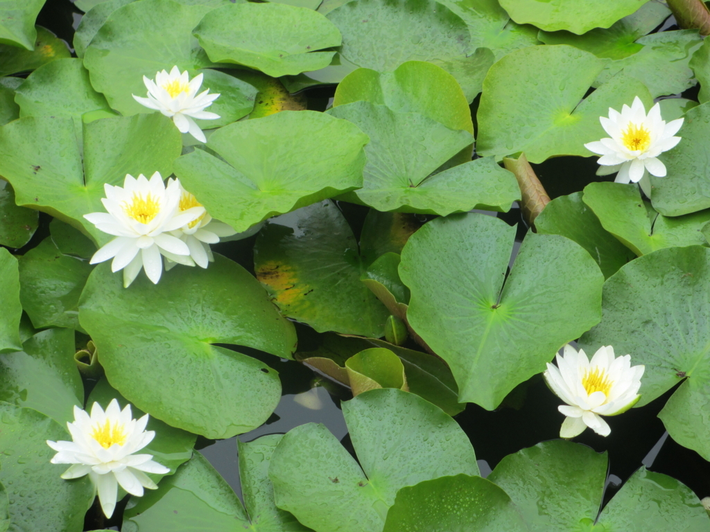 f:id:brikaz211:20171112192044j:plain