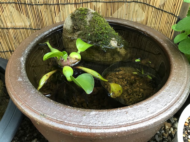 f:id:brilliant-life:20180525142815j:plain f:id:brilliant-life:20180525142815j:plain