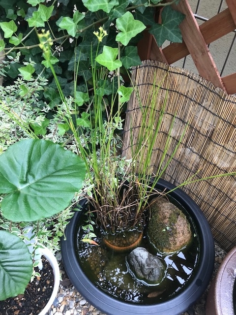 睡蓮鉢でメダカのビオトープにチャレンジ Vol 7 黄色い花 ほのぼのエコ生活 睡蓮鉢でメダカのビオトープにチャレンジ Vol 7 黄色い花 ほのぼのエコ生活