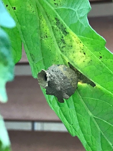 トマトの葉の裏にハチの巣が！？ - ほのぼのエコ生活。