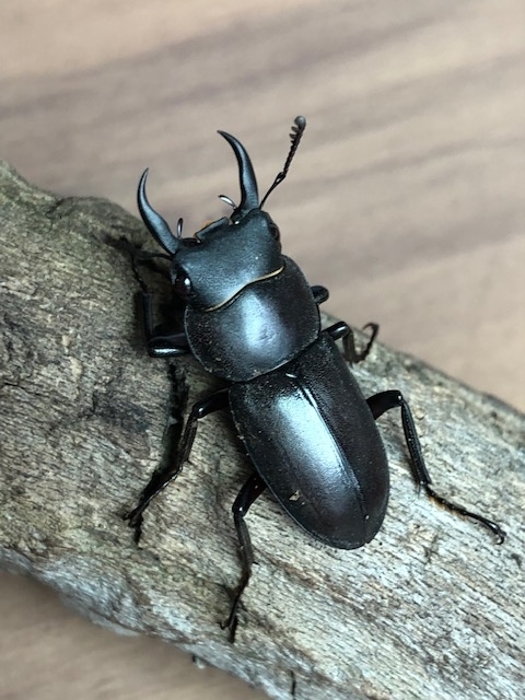 大阪府でクワガタ カブトムシ採集 19年7月13日 今年初クワガタは大量 ほのぼのエコ生活 大阪府でクワガタ カブトムシ採集 19年7月13日 今年初クワガタは大量 ほのぼのエコ生活