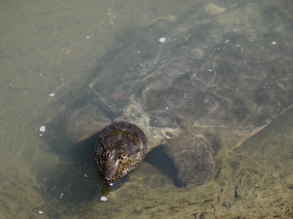 釣りに行って出会うちょっとイカツめの生きもの スッポン カムルチーなど ブロブロスキーのブログ