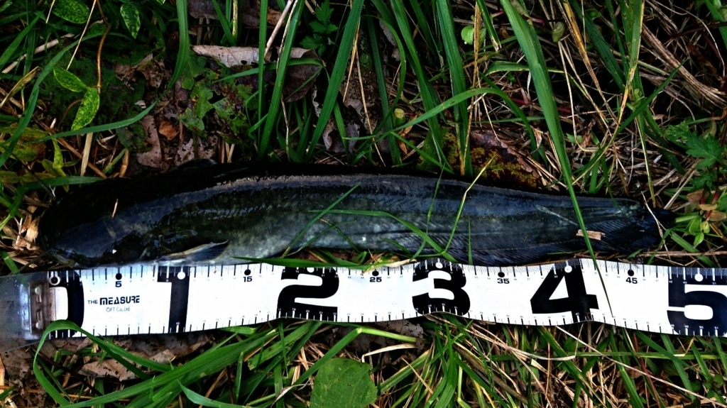 f:id:brobroski:20180112135959j:plain f:id:brobroski:20180112135959j:plain